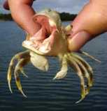 crabe