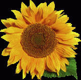 Tournesol