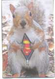 super Squirrel