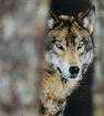 loup