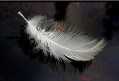 feather